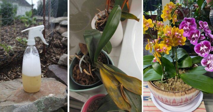 How To Save Your Dying Orchid With Just One Ingredient