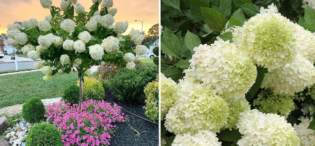 How To Grow Hydrangeas Tree And Make Them Bloom More