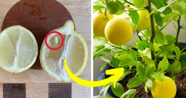 5 Steps To Grow A Lemon Seed Into A Fruitful Tree