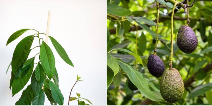 The Guide To Grow Avocados In A Pot Easily And Successfully