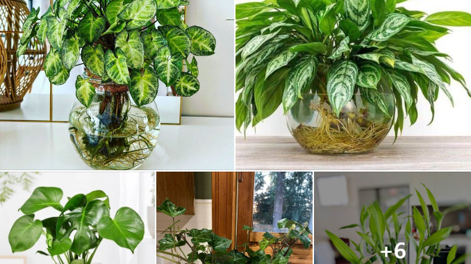 10 Best Indoor Plants To Grow In Water