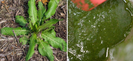 5 Easy Steps To Make Wild Lettuce Extract For Pain Relief And Better Sleep