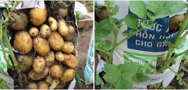 Easy and Cheap Way to Grow Potatoes in a Bag Giving a Bountiful Harvest at Home