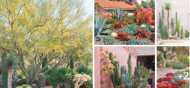 30 Desert Landscaping Ideas To Transform Your Dull Yard Into An Oasis